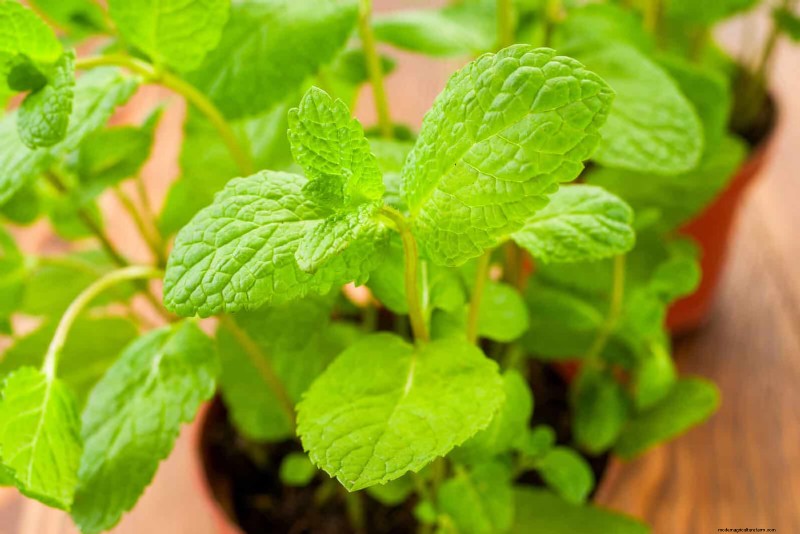 11 Common Garden Plants That Can Harm Your Beds – Prevention Tips