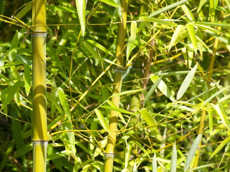 11 Common Garden Plants That Can Harm Your Beds – Prevention Tips
