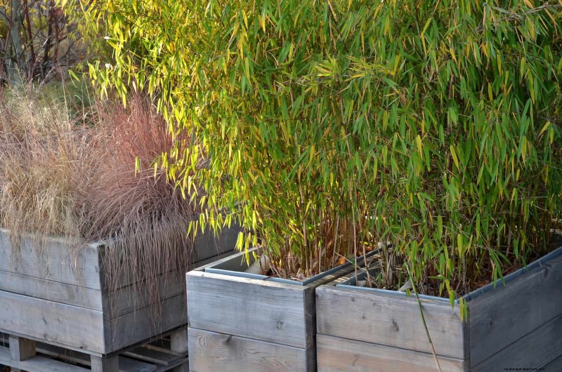 11 Common Garden Plants That Can Harm Your Beds – Prevention Tips