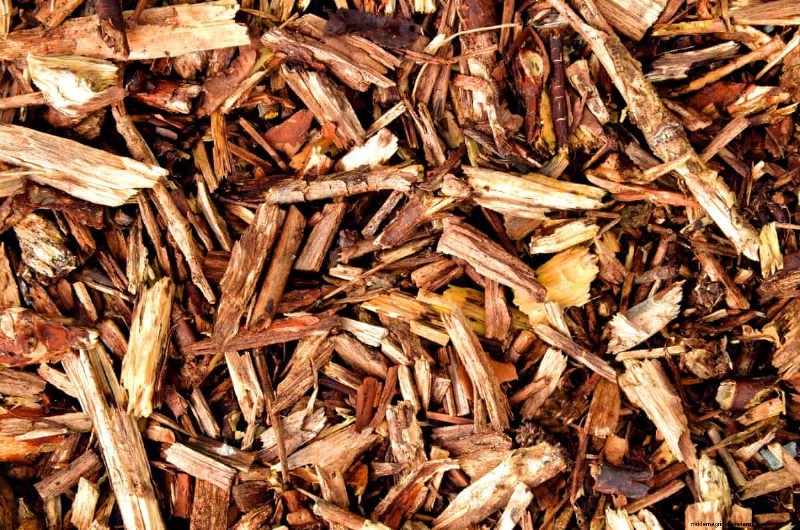 11 Common Garden Plants That Can Harm Your Beds – Prevention Tips