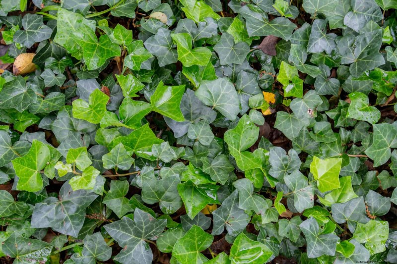 11 Common Garden Plants That Can Harm Your Beds – Prevention Tips