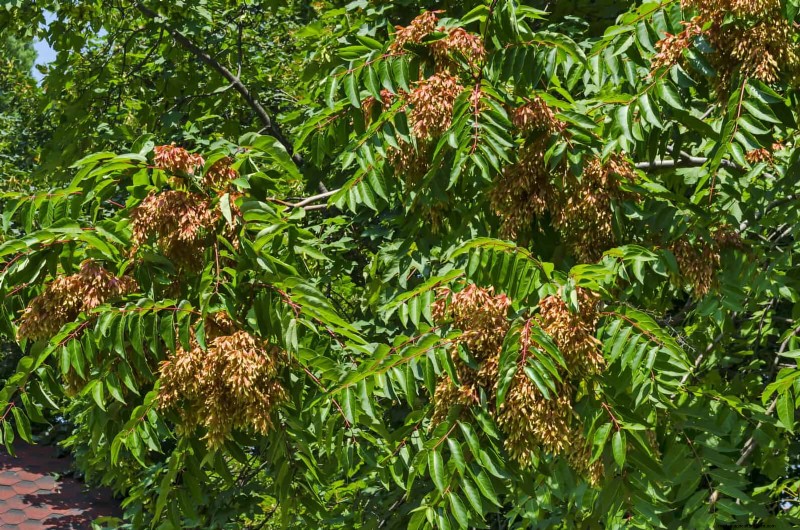 11 Common Garden Plants That Can Harm Your Beds – Prevention Tips