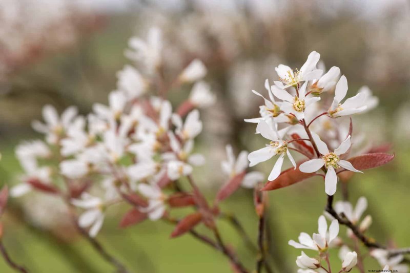 11 Common Garden Plants That Can Harm Your Beds – Prevention Tips