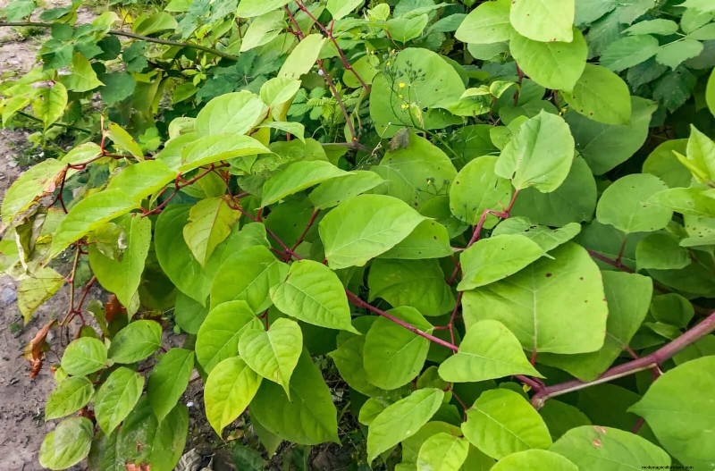 11 Common Garden Plants That Can Harm Your Beds – Prevention Tips
