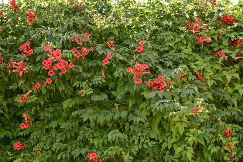 11 Common Garden Plants That Can Harm Your Beds – Prevention Tips