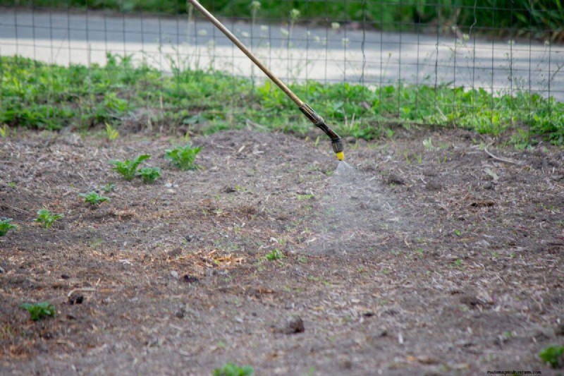 11 Common Garden Plants That Can Harm Your Beds – Prevention Tips