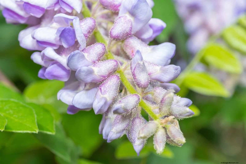 11 Common Garden Plants That Can Harm Your Beds – Prevention Tips