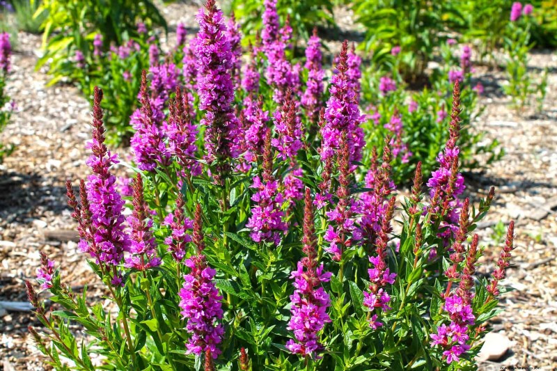 11 Common Garden Plants That Can Harm Your Beds – Prevention Tips