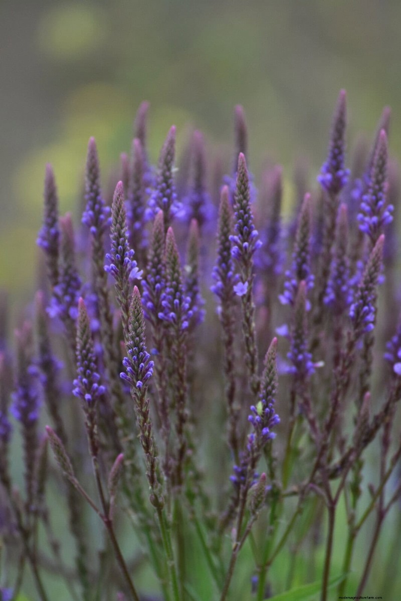 11 Common Garden Plants That Can Harm Your Beds – Prevention Tips