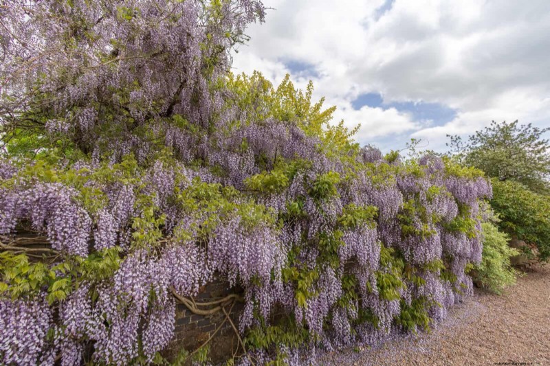 11 Common Garden Plants That Can Harm Your Beds – Prevention Tips