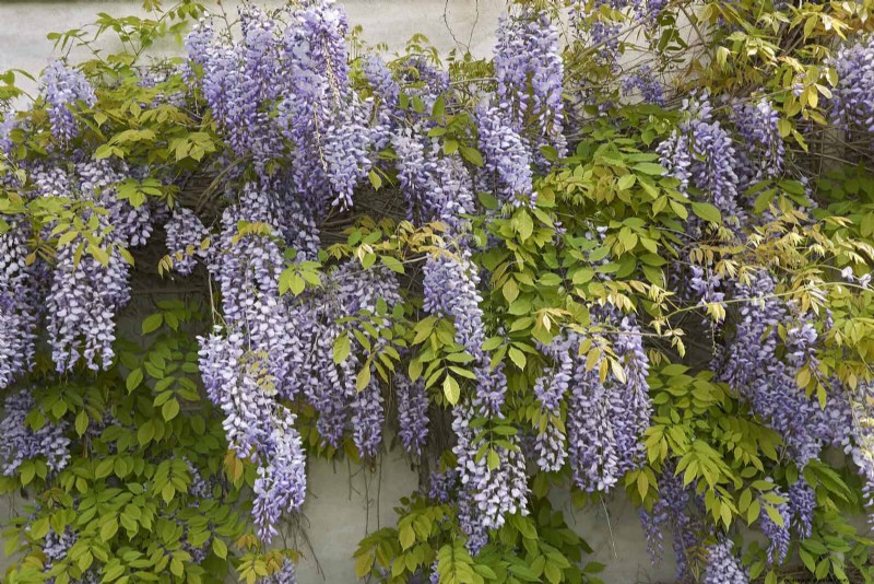 11 Common Garden Plants That Can Harm Your Beds – Prevention Tips