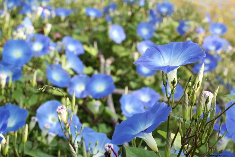 11 Common Garden Plants That Can Harm Your Beds – Prevention Tips