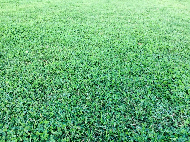 11 Common Garden Plants That Can Harm Your Beds – Prevention Tips