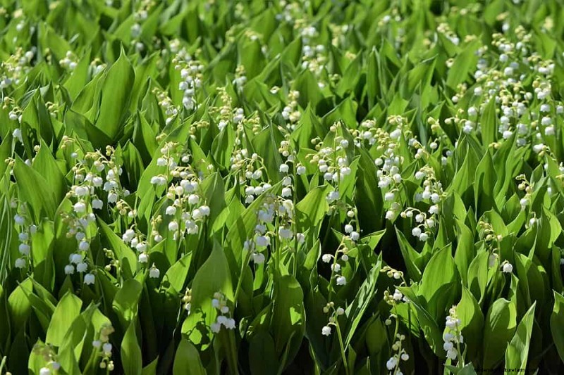 11 Common Garden Plants That Can Harm Your Beds – Prevention Tips