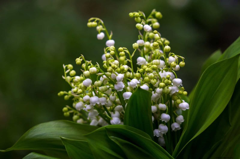 11 Common Garden Plants That Can Harm Your Beds – Prevention Tips