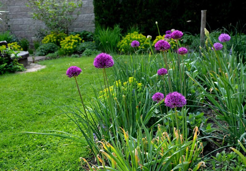 11 Common Garden Plants That Can Harm Your Beds – Prevention Tips