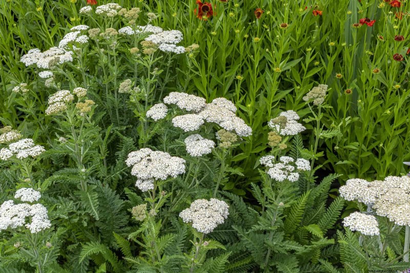 16 Surprisingly Beneficial  Weeds  That Enhance Your Garden