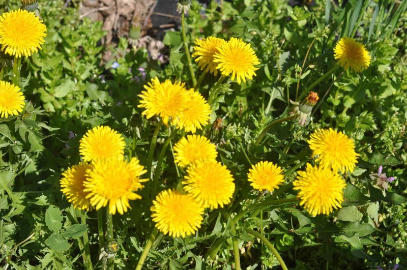 16 Surprisingly Beneficial  Weeds  That Enhance Your Garden