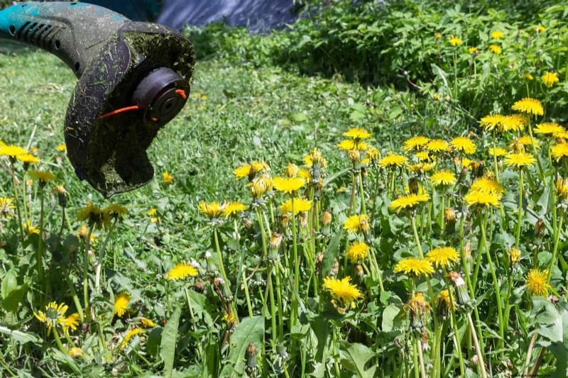 16 Surprisingly Beneficial  Weeds  That Enhance Your Garden