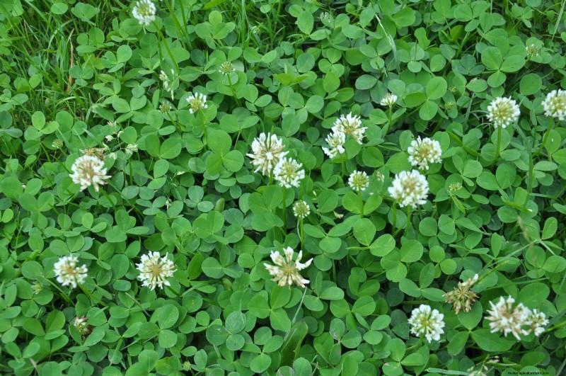 16 Surprisingly Beneficial  Weeds  That Enhance Your Garden