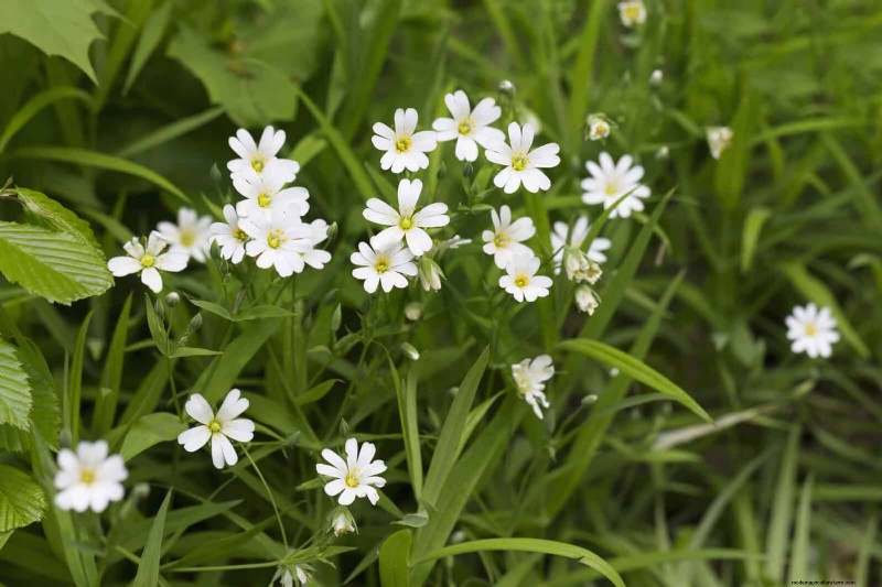 16 Surprisingly Beneficial  Weeds  That Enhance Your Garden