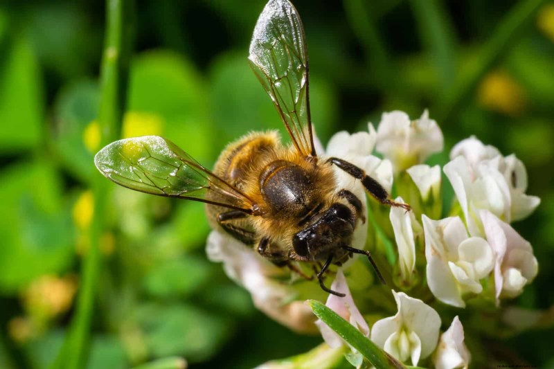 16 Surprisingly Beneficial  Weeds  That Enhance Your Garden