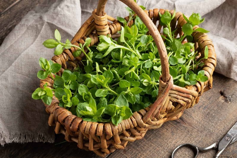 16 Surprisingly Beneficial  Weeds  That Enhance Your Garden