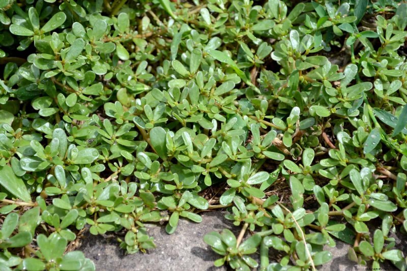 16 Surprisingly Beneficial  Weeds  That Enhance Your Garden