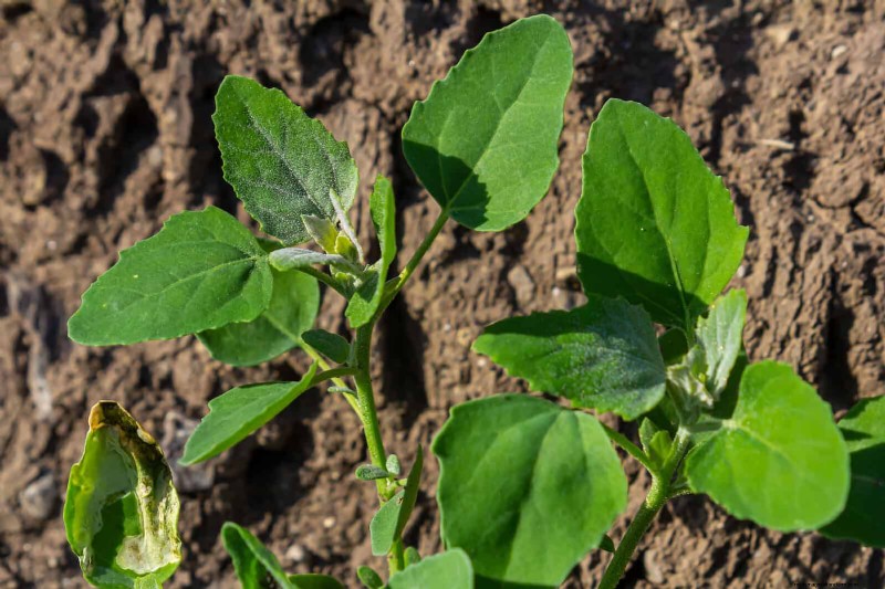 16 Surprisingly Beneficial  Weeds  That Enhance Your Garden