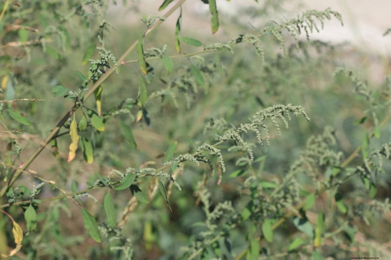 16 Surprisingly Beneficial  Weeds  That Enhance Your Garden