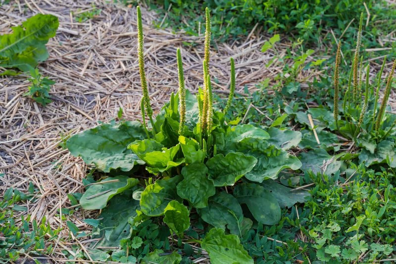 16 Surprisingly Beneficial  Weeds  That Enhance Your Garden