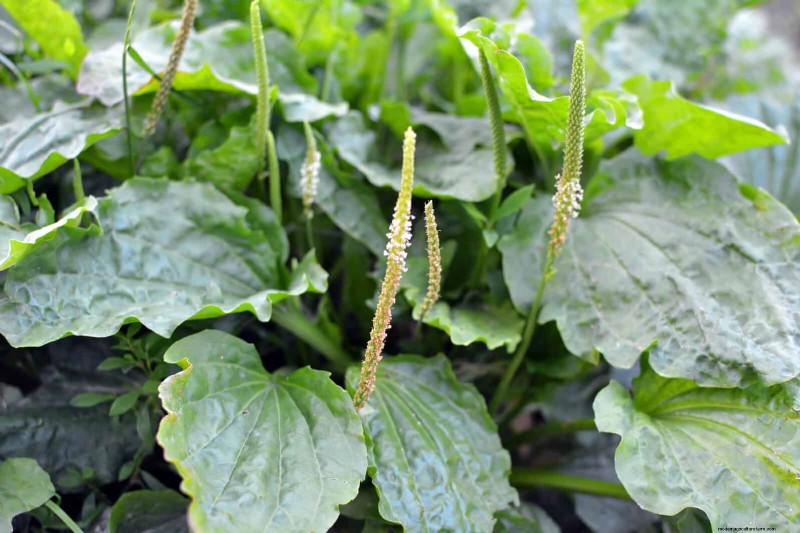 16 Surprisingly Beneficial  Weeds  That Enhance Your Garden