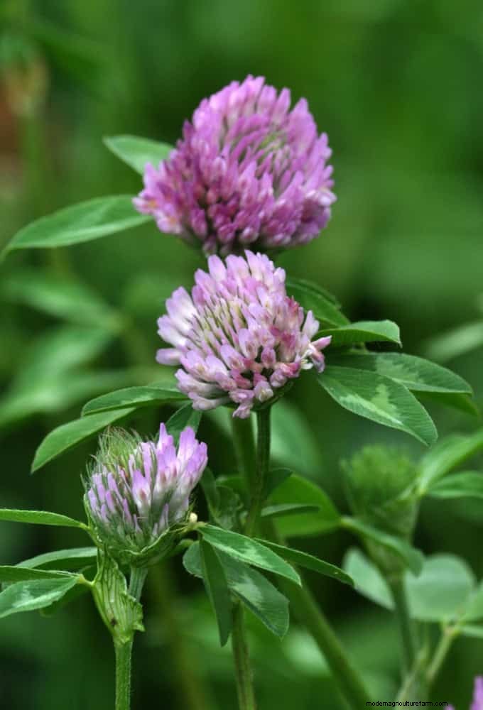 16 Surprisingly Beneficial  Weeds  That Enhance Your Garden