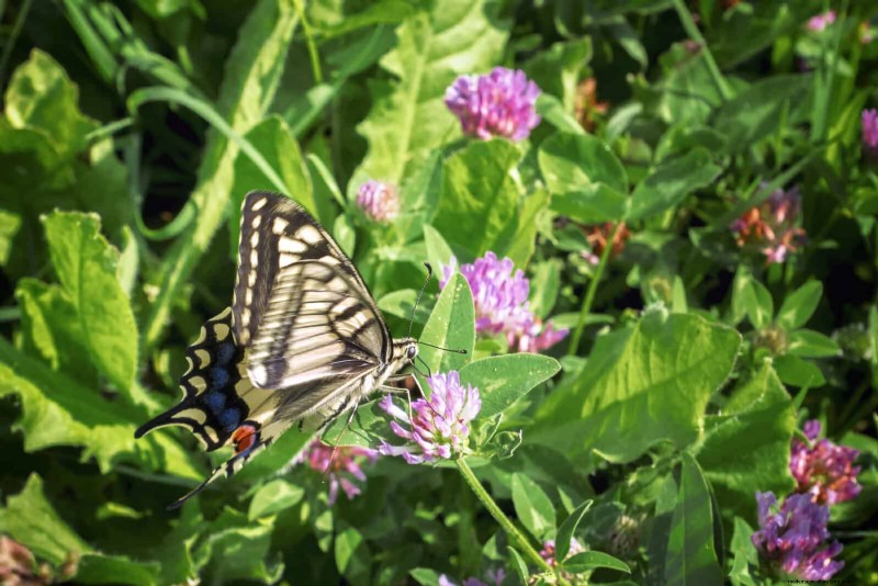 16 Surprisingly Beneficial  Weeds  That Enhance Your Garden