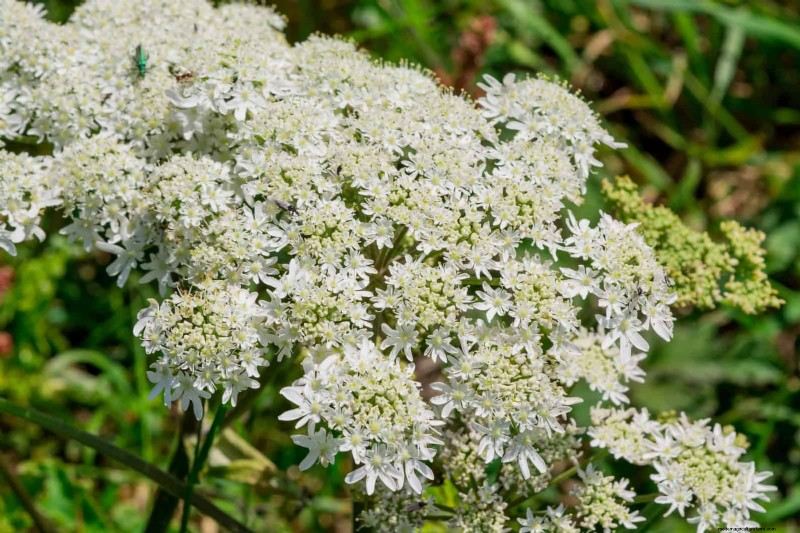 16 Surprisingly Beneficial  Weeds  That Enhance Your Garden