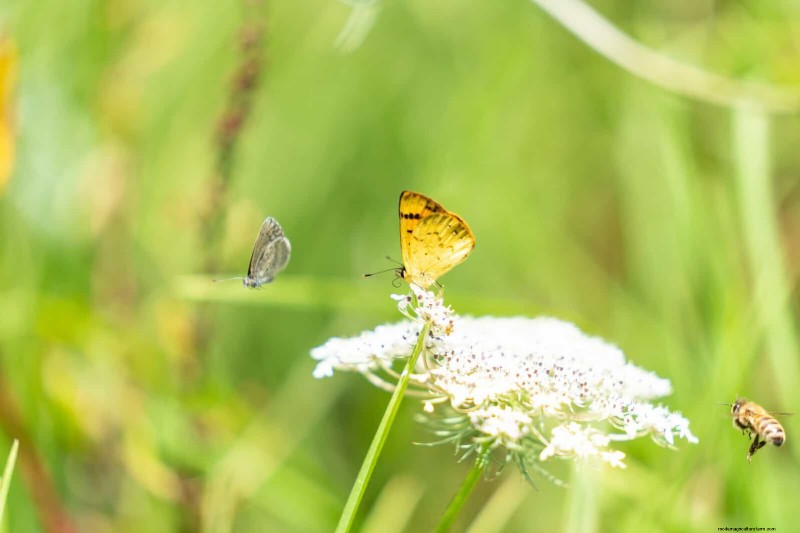 16 Surprisingly Beneficial  Weeds  That Enhance Your Garden