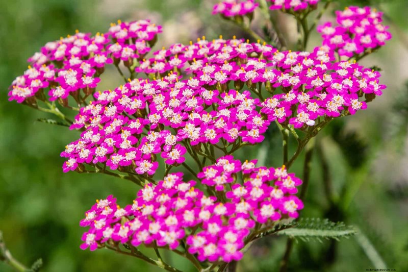 16 Surprisingly Beneficial  Weeds  That Enhance Your Garden