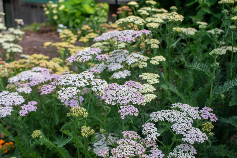 16 Surprisingly Beneficial  Weeds  That Enhance Your Garden