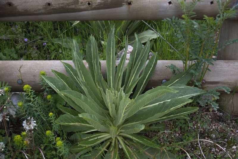 16 Surprisingly Beneficial  Weeds  That Enhance Your Garden