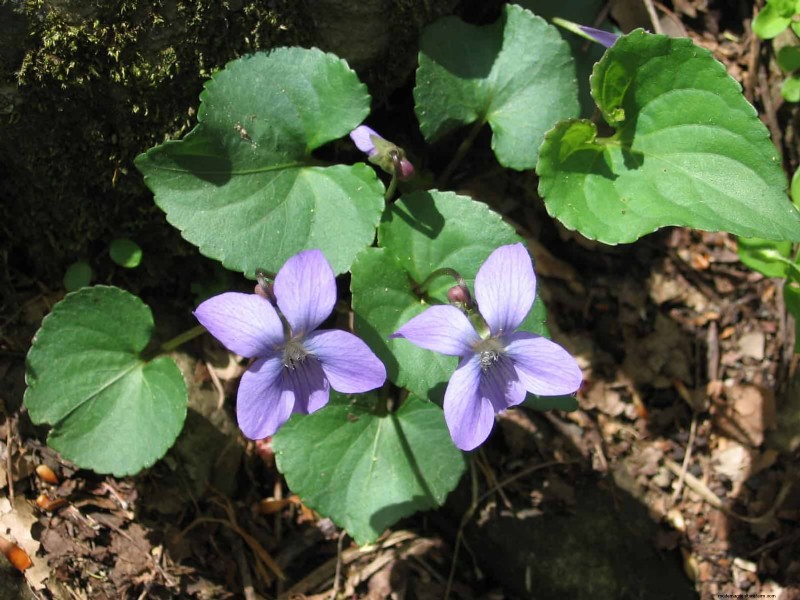 16 Surprisingly Beneficial  Weeds  That Enhance Your Garden