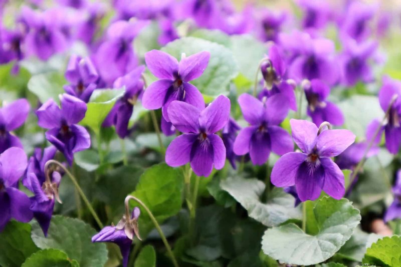 16 Surprisingly Beneficial  Weeds  That Enhance Your Garden
