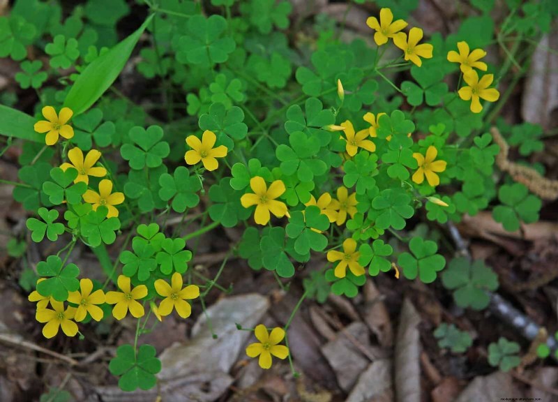 16 Surprisingly Beneficial  Weeds  That Enhance Your Garden