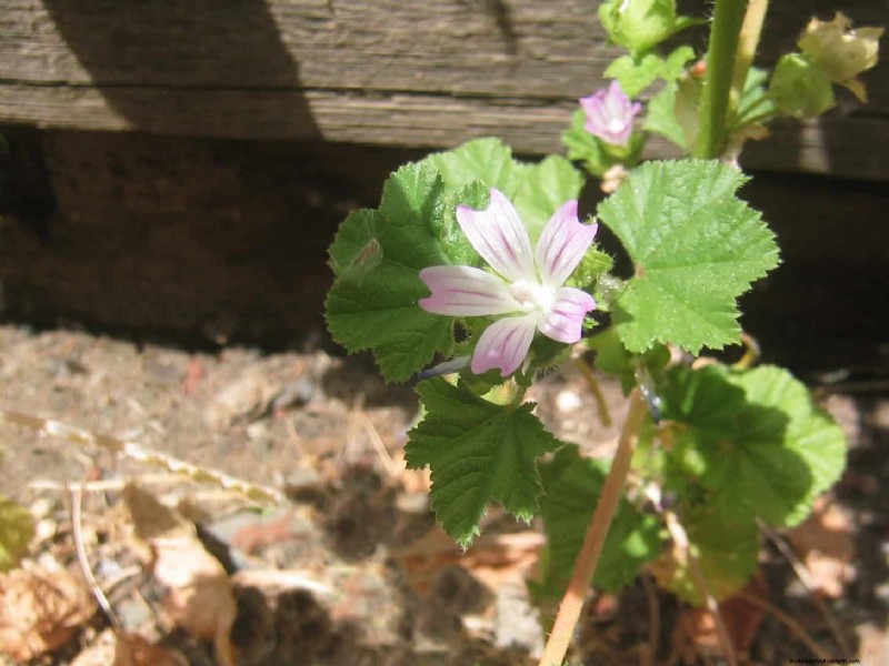 16 Surprisingly Beneficial  Weeds  That Enhance Your Garden