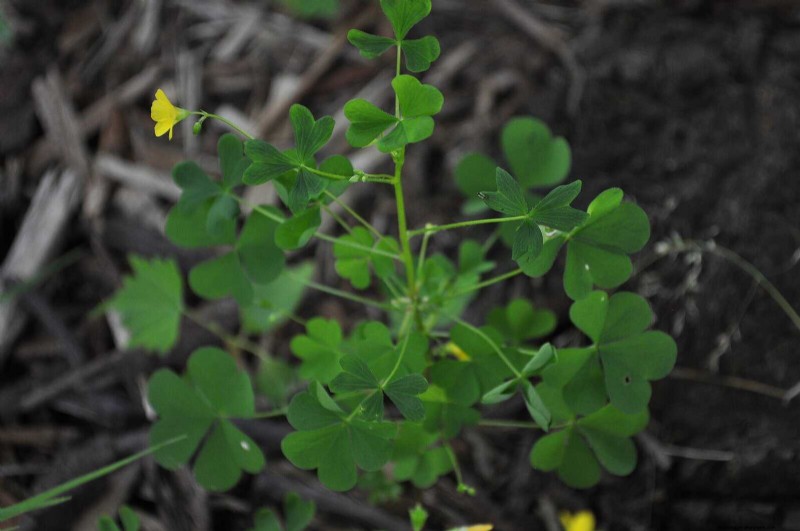 16 Surprisingly Beneficial  Weeds  That Enhance Your Garden