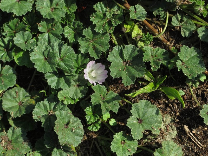 16 Surprisingly Beneficial  Weeds  That Enhance Your Garden