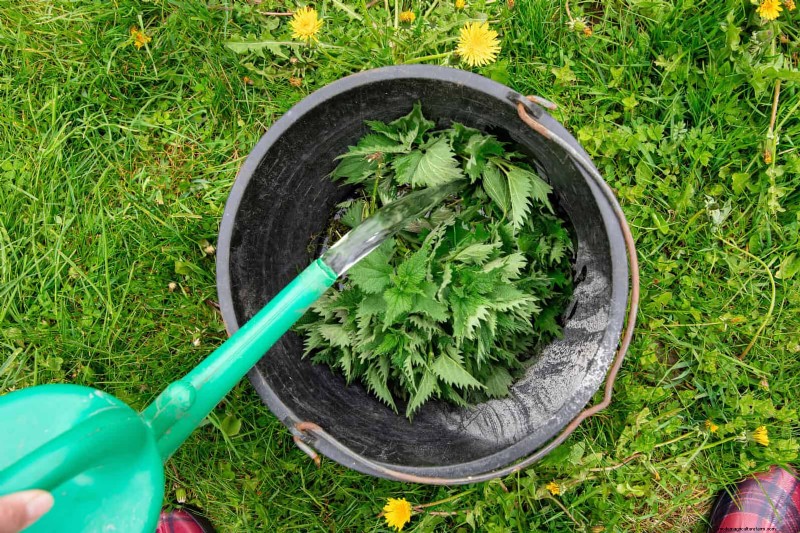 16 Surprisingly Beneficial  Weeds  That Enhance Your Garden