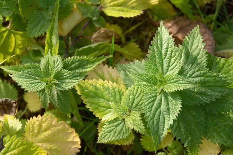 16 Surprisingly Beneficial  Weeds  That Enhance Your Garden
