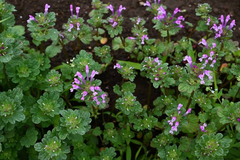 16 Surprisingly Beneficial  Weeds  That Enhance Your Garden