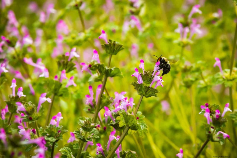 16 Surprisingly Beneficial  Weeds  That Enhance Your Garden
