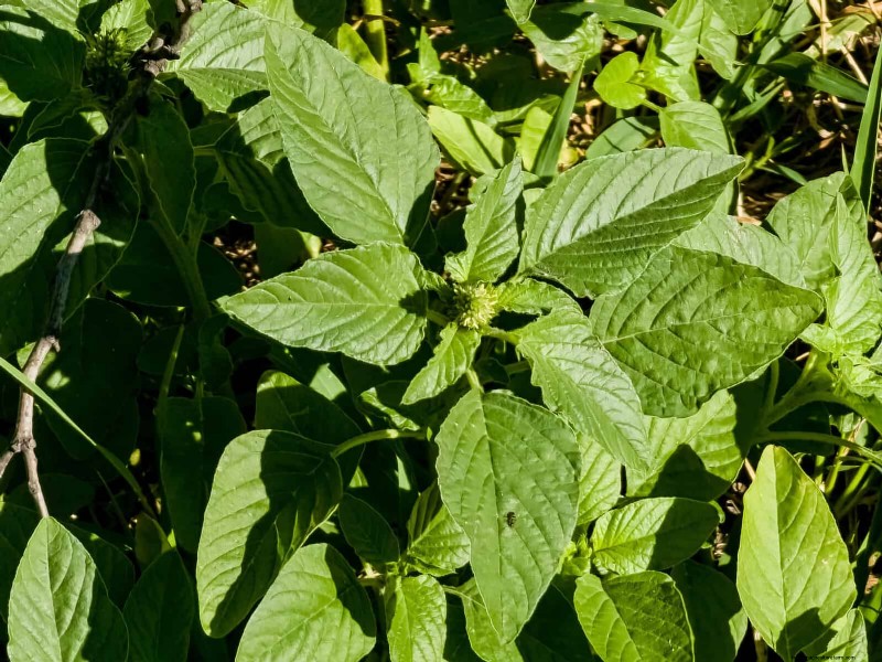16 Surprisingly Beneficial  Weeds  That Enhance Your Garden